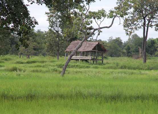 attraction-Rice Field On Road To Banteay Torp.jpg